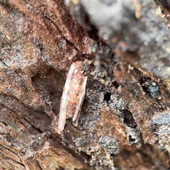 Trigonocyttara clandestina (Less-stick Case Moth) at North Ryde, NSW - 18 Jan 2025 by Hejor1