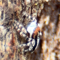 Euophryinae sp. (Mr Stripey) undescribed at North Ryde, NSW - 18 Jan 2025 by Hejor1