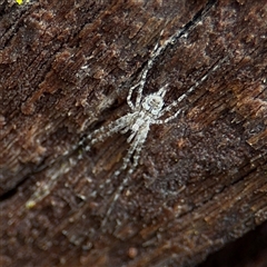 Tamopsis sp. (genus) (Two-tailed spider) at North Ryde, NSW - 18 Jan 2025 by Hejor1