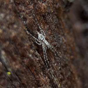 Tamopsis sp. (genus) at North Ryde, NSW - 18 Jan 2025 02:34 PM