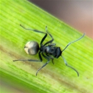 Polyrhachis sp. (genus) (A spiny ant) at North Ryde, NSW by Hejor1