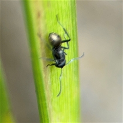 Polyrhachis sp. (genus) at North Ryde, NSW - 18 Jan 2025