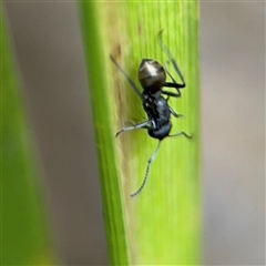 Polyrhachis sp. (genus) at North Ryde, NSW - 18 Jan 2025