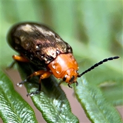 Lamprolina (genus) (Pittosporum leaf beetle) at North Ryde, NSW - 18 Jan 2025 by Hejor1