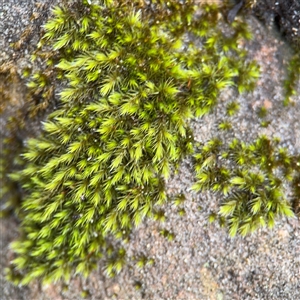 Grimmia sp. at North Ryde, NSW by Hejor1