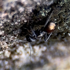 Polyrhachis sp. (genus) (A spiny ant) at North Ryde, NSW - 18 Jan 2025 by Hejor1