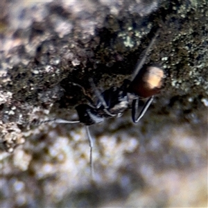 Polyrhachis sp. (genus) (A spiny ant) at North Ryde, NSW by Hejor1