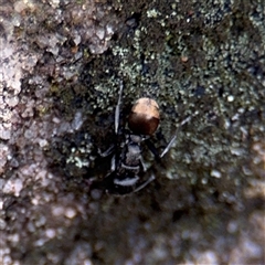 Polyrhachis sp. (genus) at North Ryde, NSW - 18 Jan 2025 02:25 PM