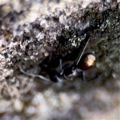 Polyrhachis sp. (genus) at North Ryde, NSW - 18 Jan 2025 02:25 PM