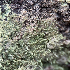 Cladonia rigida at North Ryde, NSW - 18 Jan 2025 by Hejor1