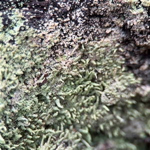 Cladonia rigida at North Ryde, NSW by Hejor1