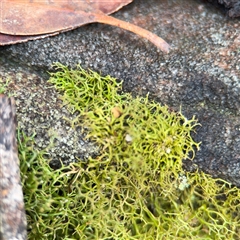 Cladia aggregata at Lindfield, NSW - 18 Jan 2025 by Hejor1