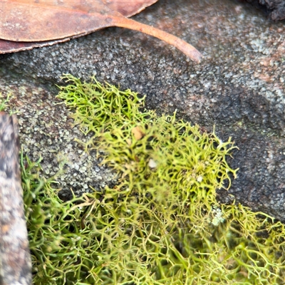 Cladia aggregata at Lindfield, NSW - 18 Jan 2025 by Hejor1