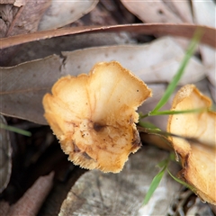 Amanita sp. at North Ryde, NSW - 18 Jan 2025 by Hejor1