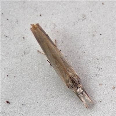 Culladia cuneiferellus (Crambinae moth) at Lindfield, NSW - 18 Jan 2025 by Hejor1