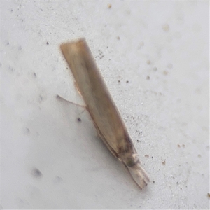 Culladia cuneiferellus at Lindfield, NSW - 18 Jan 2025 02:08 PM