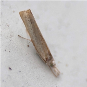 Culladia cuneiferellus at Lindfield, NSW - 18 Jan 2025 02:08 PM