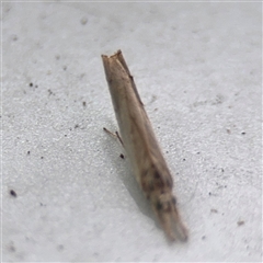 Culladia cuneiferellus at Lindfield, NSW - 18 Jan 2025 02:08 PM