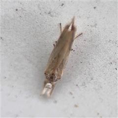 Culladia cuneiferellus at Lindfield, NSW - 18 Jan 2025 02:08 PM