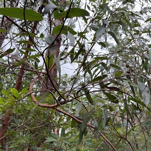 Eucalyptus sp. at Lindfield, NSW by Hejor1