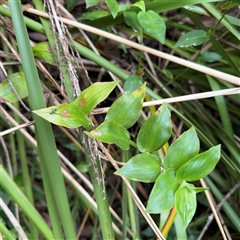 Tradescantia fluminensis at Lindfield, NSW - 18 Jan 2025 by Hejor1