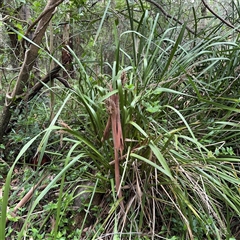 Lomandra longifolia (Spiny-headed Mat-rush, Honey Reed) at Lindfield, NSW - 18 Jan 2025 by Hejor1