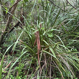 Lomandra longifolia (Spiny-headed Mat-rush, Honey Reed) at Lindfield, NSW by Hejor1