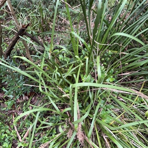 Lomandra longifolia at Lindfield, NSW - 18 Jan 2025 02:07 PM