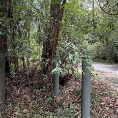 Breynia oblongifolia at Lindfield, NSW - 18 Jan 2025 by Hejor1