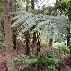 Cyathea leichhardtiana at Lindfield, NSW - 18 Jan 2025 by Hejor1