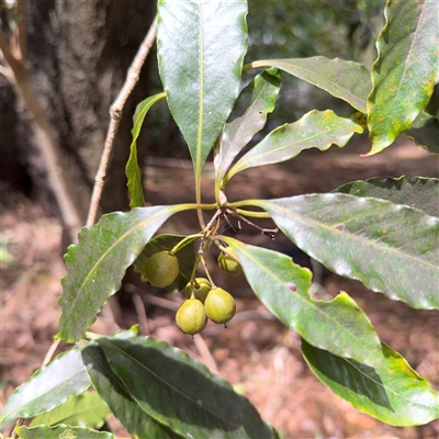 Pittosporum undulatum (sweet pittosporum) at Lindfield, NSW - 18 Jan 2025 by Hejor1