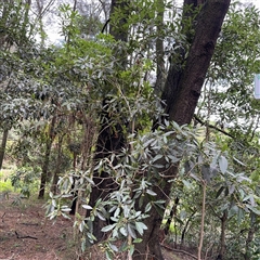 Pittosporum undulatum at Lindfield, NSW - 18 Jan 2025 02:04 PM