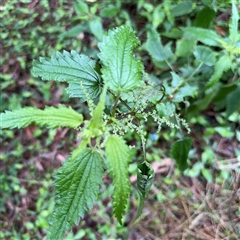 Urtica incisa (Stinging Nettle) at Lindfield, NSW - 18 Jan 2025 by Hejor1