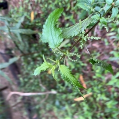 Urtica incisa at Lindfield, NSW - 18 Jan 2025 02:04 PM