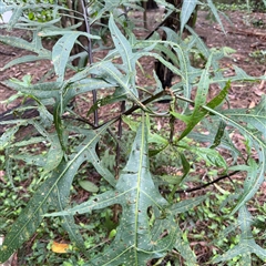 Solanum sp. at Lindfield, NSW - 18 Jan 2025 by Hejor1