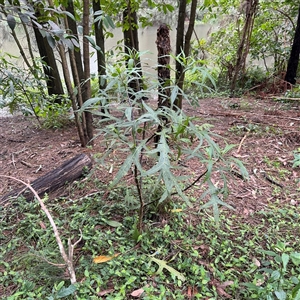 Solanum (genus) at Lindfield, NSW - 18 Jan 2025 02:04 PM
