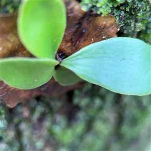 Platycerium bifurcatum at Lindfield, NSW - suppressed