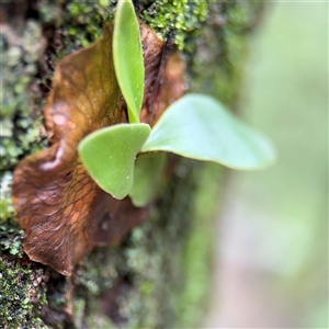 Platycerium bifurcatum at Lindfield, NSW - suppressed
