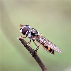 Melangyna sp. (genus) (Hover Fly) at Lindfield, NSW by Hejor1