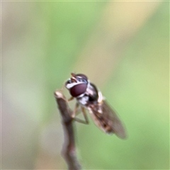 Melangyna sp. (genus) at Lindfield, NSW - 18 Jan 2025 02:00 PM