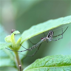 Leucauge dromedaria at Lindfield, NSW - 18 Jan 2025 by Hejor1