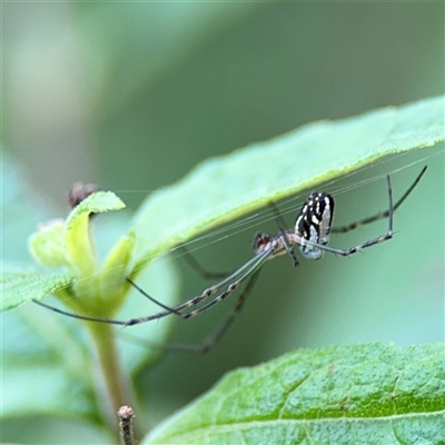 Leucauge dromedaria at Lindfield, NSW - 18 Jan 2025 by Hejor1