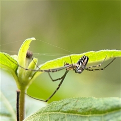 Leucauge dromedaria at Lindfield, NSW - 18 Jan 2025 01:59 PM