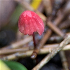 Mycena sp. at Lindfield, NSW - 18 Jan 2025 by Hejor1