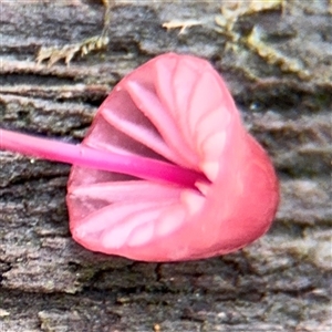 Mycena sp. at Lindfield, NSW - 18 Jan 2025 01:57 PM