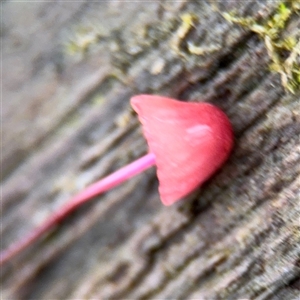 Mycena sp. at Lindfield, NSW - 18 Jan 2025 01:57 PM