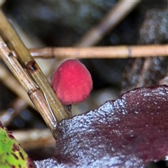 Mycena sp. at Lindfield, NSW - 18 Jan 2025 01:57 PM