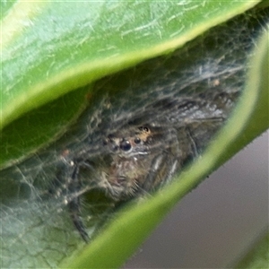 Opisthoncus sp. (genus) at North Ryde, NSW - 18 Jan 2025 01:46 PM