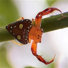 Arkys lancearius (Triangular Spider) at North Ryde, NSW - 18 Jan 2025 by Hejor1