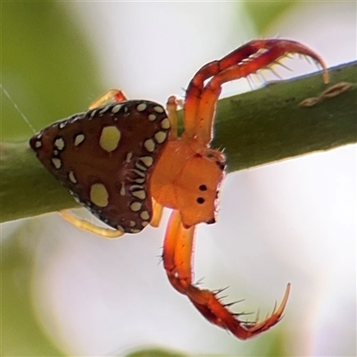 Arkys lancearius (Triangular Spider) at North Ryde, NSW - 18 Jan 2025 by Hejor1